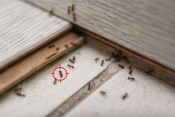 Best Emergency Pest Control  in Panacea, FL